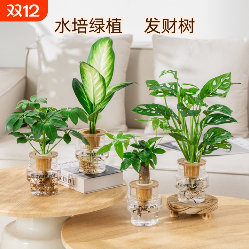 水培懒人绿植发财树金钻