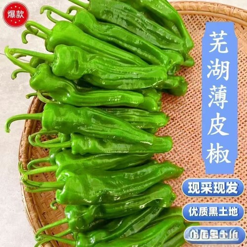 新鲜芜湖辣椒农家自种青椒薄皮椒鲜香微辣芜湖椒虎皮椒现摘现发