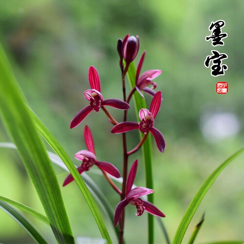名贵建兰墨宝高端红素四季兰花苗带花苞盆栽室内好养浓香花卉绿植