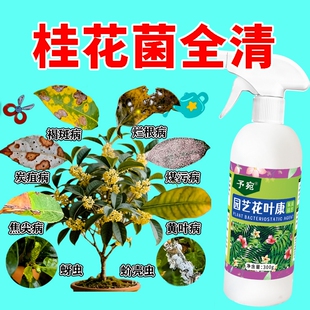 桂花树肥料专用营养液枯叶干尖病杀菌剂焦黄炭疽病植物花卉大树