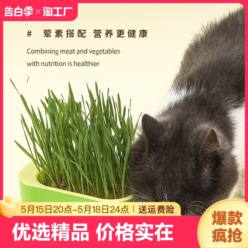 新款猫草盒无土水培种植盆栽小麦种子培育套装助消化零食清洁猫草