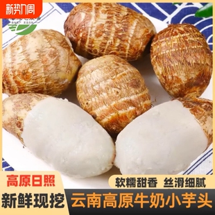 云南高山牛奶芋头新鲜芋艿香甜软糯毛芋头小芋头农家自种蔬菜