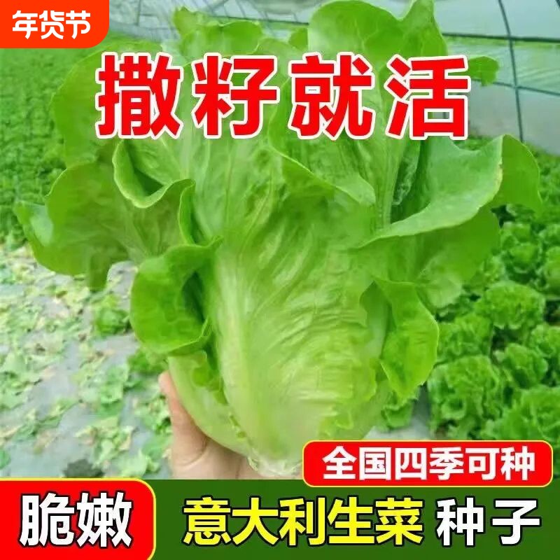 生吃甜脆生菜种子脆嫩四季玻璃生菜种籽阳台四季盆栽春季蔬菜种孑