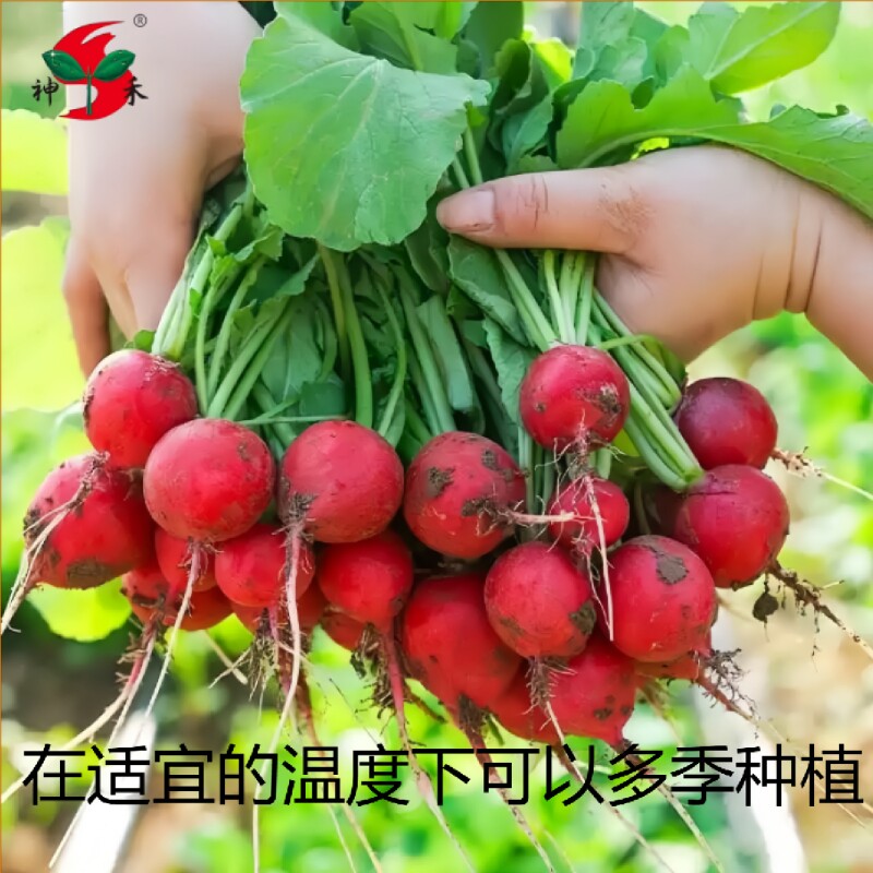 樱桃萝卜种子水果萝卜多季播种易活樱桃萝卜种籽阳台盆栽蔬菜种孑