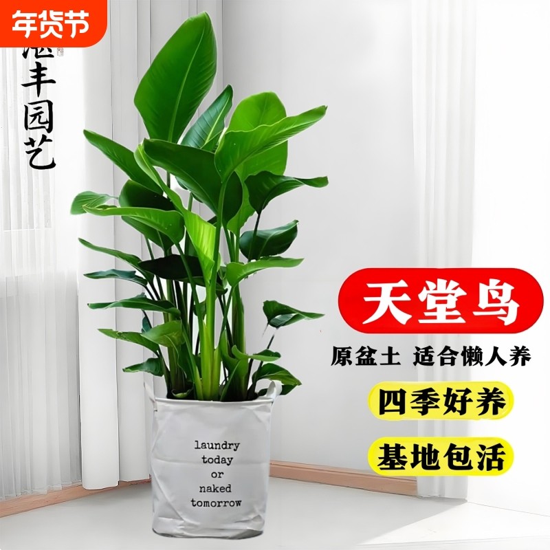 天堂鸟绿植客厅大型盆栽办公室内好养活花卉植物大叶落地真树种植,鲜花速递/花卉仿真/绿植园艺,大型绿植/成品组合盆栽,淘宝优惠券,粉丝福利购,淘宝优惠卷