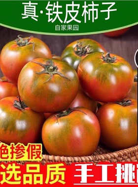 顺丰包邮东北铁皮柿子自然成熟草莓西红柿水果酸甜自家种生吃番茄
