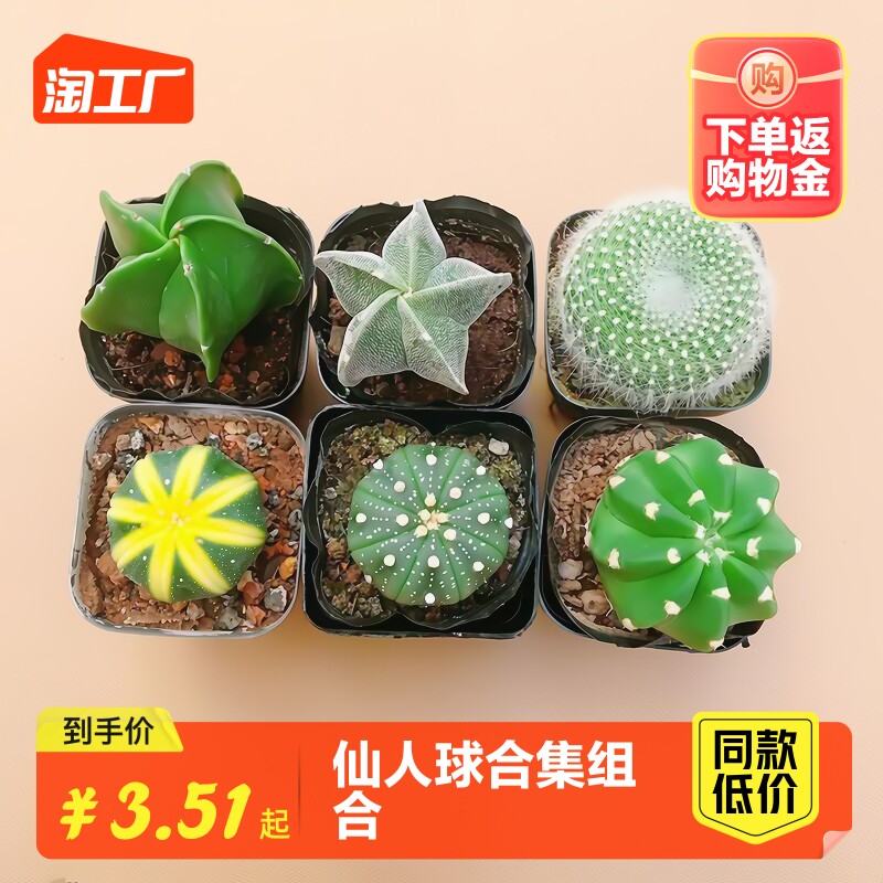 仙人球星兜组合套餐鸾凤玉多肉植物仙人掌盆栽开花九尾狐万重山怎么样,好用不?
