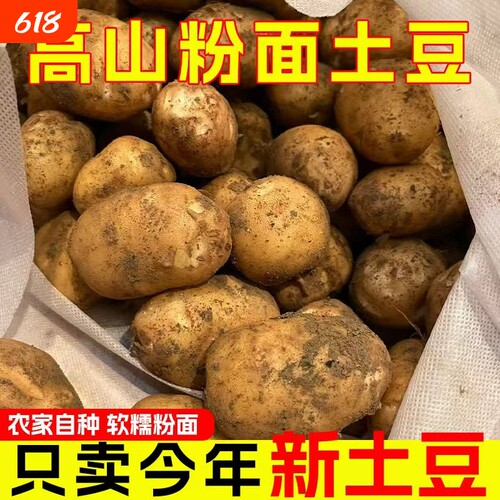 高山黄心土豆洋芋马铃薯