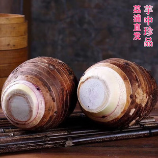 广西正宗荔浦芋头粉糯干香槟榔芋头包粉糯紫色花纹新鲜芋头