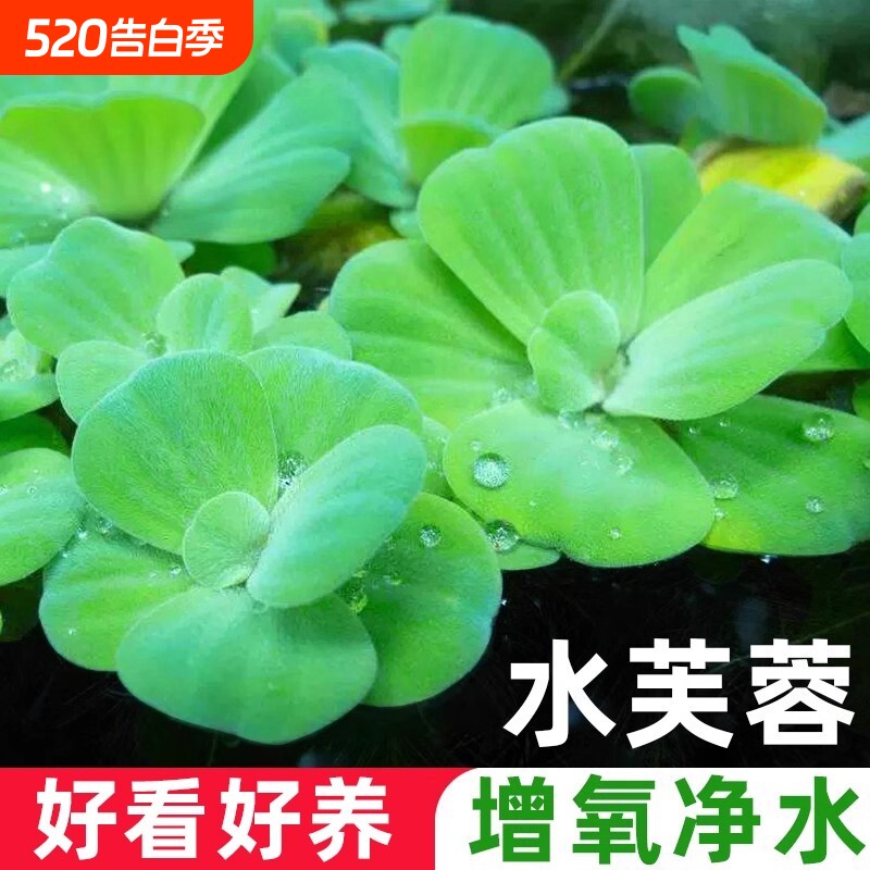 水芙蓉浮萍水草鱼缸造景装饰养鱼养龟植物漂浮真水草净化水质增氧