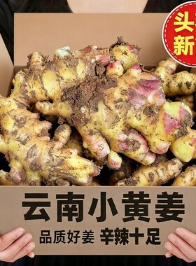 云南大理现挖春姜小黄姜生姜新鲜云南沙姜老姜土姜月子姜