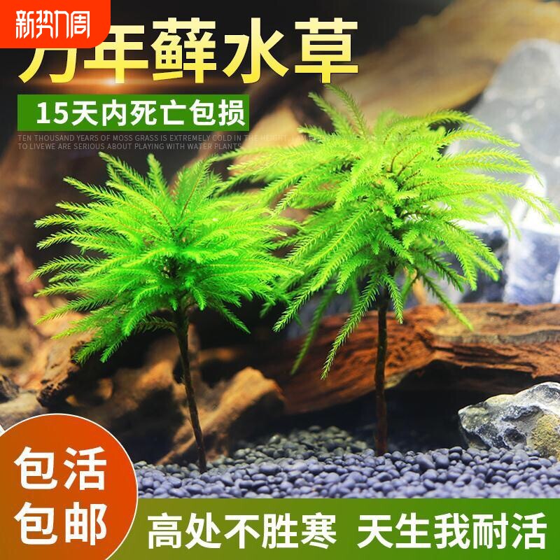 万年藓鱼缸造景水草植物雨林缸水培真草蜈蚣草绿菊花固定淡水好养