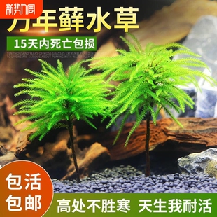 万年藓鱼缸造景水草植物雨林缸水培真草蜈蚣草绿菊花固定淡水好养
