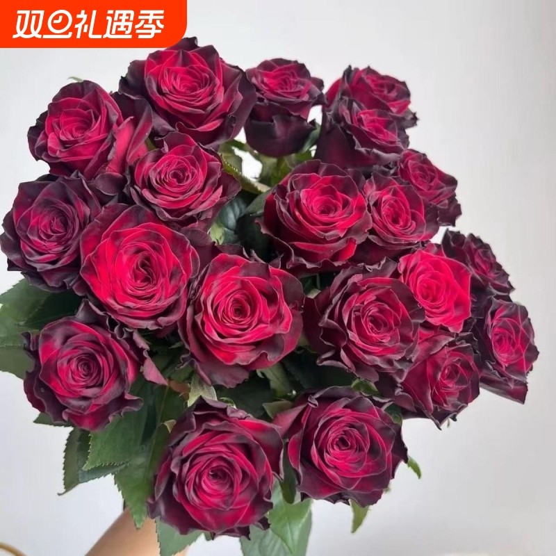 玫瑰花玫瑰老桩基地盆栽浓香型开花四季庭院阳台耐寒花卉室内