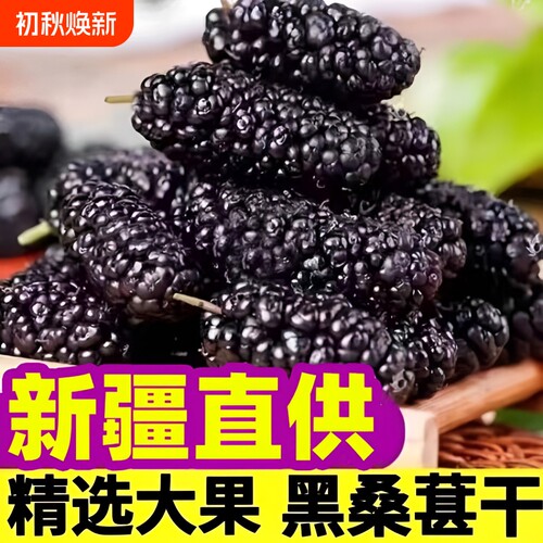 新疆吐鲁番野生黑桑葚干500g新货桑甚干桑椹子非桑葚果桑椹干大果