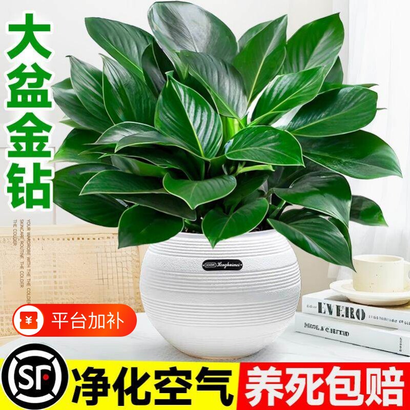大盆金钻盆栽绿萝水培植物吸室内发财树绿植多肉大叶植物甲醛精品
