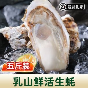 鲜活乳山生蚝5斤带箱牡蛎海蛎子特大海鲜批发商用大号品质蚝王