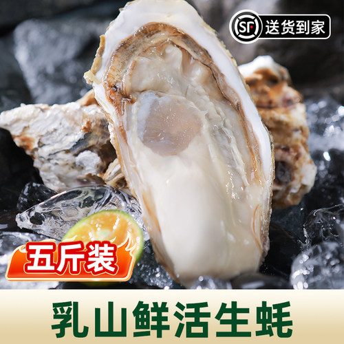 鲜活乳山生蚝5斤牡蛎海蛎子特大海鲜批发商用品质蚝王新鲜烧烤