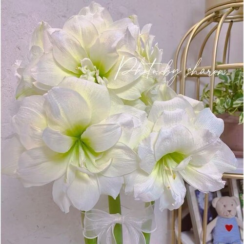 【鸿运当头】朱顶红盆栽年宵花卉室内阳台花开耐寒耐热耐活多年生