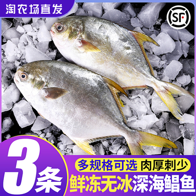 金鲳鱼新鲜冷冻特大金昌鱼海鲳鱼深海鱼平鱼海鱼鲳鱼镜鱼整箱顺丰