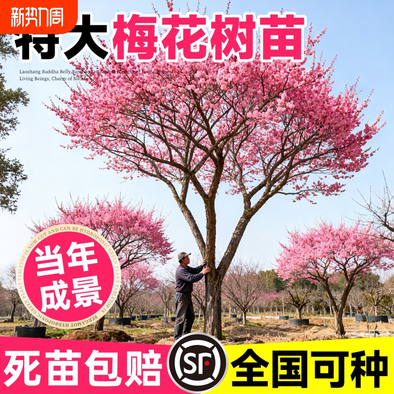 红梅树苗耐寒花卉原生红绿梅花树南北方盆栽地栽庭院种植当年开花