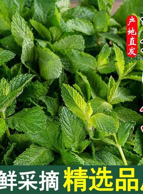 云南高山现摘薄荷叶新鲜蔬菜食用香料烘焙调酒茶饮料沙拉留兰香