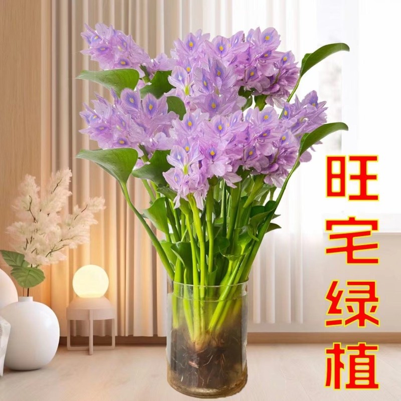 招财水培植物花卉桌面盆栽客厅办公室懒人水养水培绿植室内旺宅