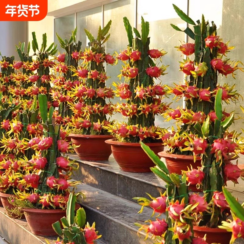 当年结果红心火龙果苗南北方庭院阳台盆栽地栽种植新品火龙果树苗