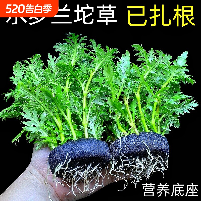 水罗兰坨草鱼缸造景真水草植物带根阴性新手懒人好养净水增氧淡水