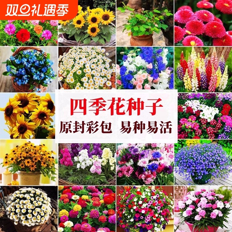 四季种植花种籽子易活室内外庭院