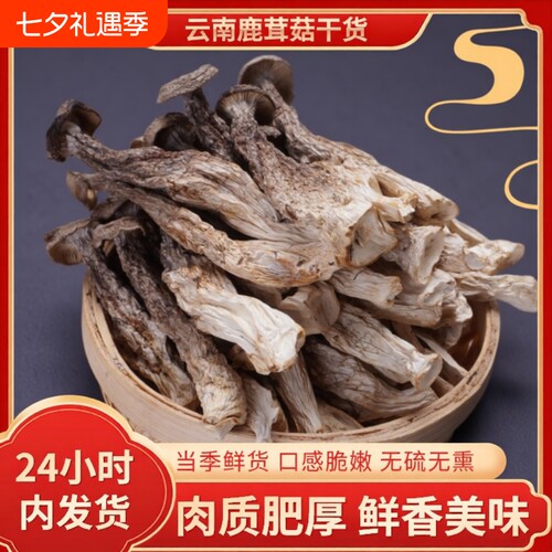 精品一级鹿茸菇菌脆脆菇大条