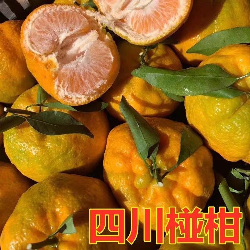 正宗四川椪柑柑桔新鲜水果整箱南方橘子当季果芦柑碰柑现摘果园