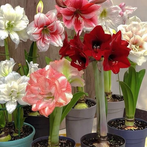 【新手推荐】重瓣朱顶红盆栽室内阳台花卉四季大全庭院好养耐活