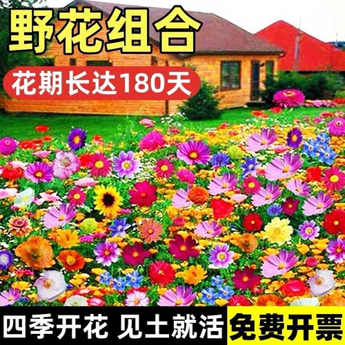 野花组合四季开花四季花卉种子