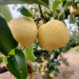 正宗砀山酥梨新鲜梨子水果梨应季安徽特产汤山酥梨产地直发