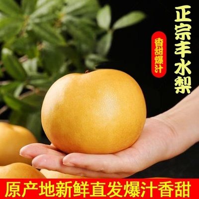 精选丰水梨农家自种冰糖梨子当季水果新鲜整箱包邮发货