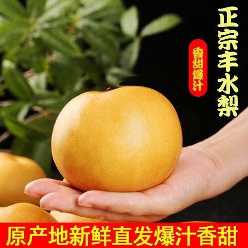 精选丰水梨农家自种冰糖梨子当季水果新鲜整箱包邮发货