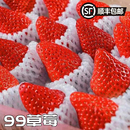 到家 包邮 东北新鲜九九草莓应季 采摘新鲜送达馈赠佳品水果顺丰可选