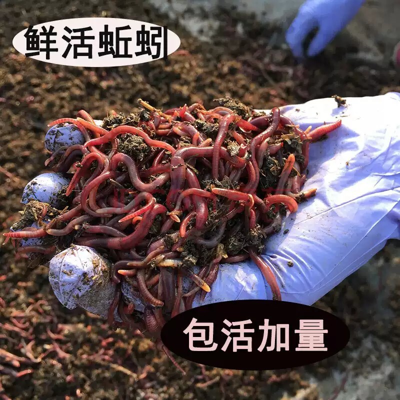 蚯蚓活饵鲜活红虫垂钓鱼饵料鲫鱼鲤鱼野钓黑坑鱼料打窝料