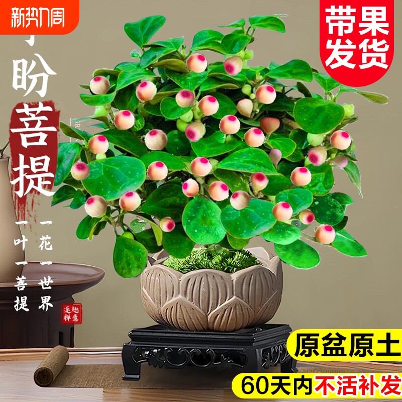 小盼菩提树盆栽带果老桩盆景办公室绿植客厅桌面植物室内禅意摆件