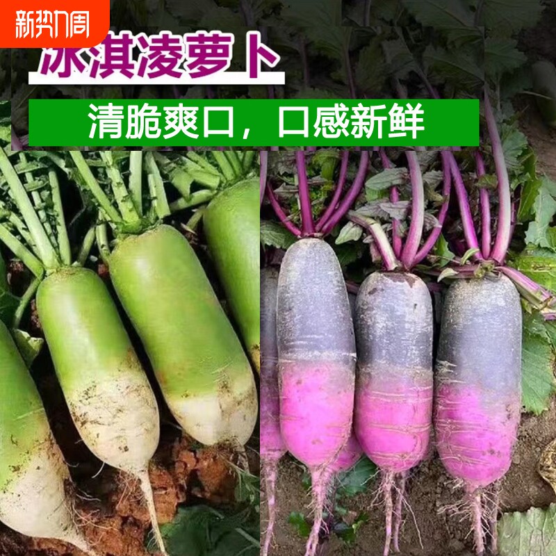 嘎嘎脆冰淇淋水果萝卜甜脆冰激凌萝糖心萝卜生熟可吃清脆爽口新鲜