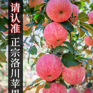 正宗陕西延安市洛川苹果新鲜水果当季 水果整箱 整箱红富士脆甜应季