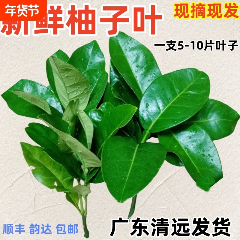 柚子叶新鲜碌柚叶沐浴乔迁打扫糍粑叶垫百年老树蜜柚现摘,水产肉类/新鲜蔬果/熟食,柚子,淘宝优惠券,粉丝福利购,淘宝优惠卷
