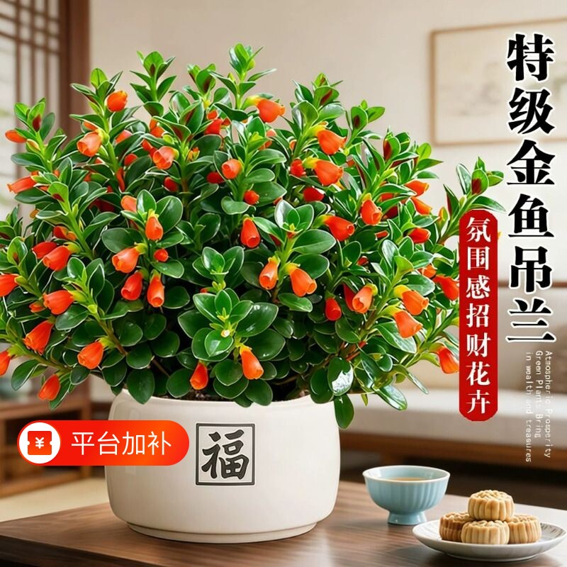 金鱼吊兰盆栽阳台办公室净化空气好养活植物四季开花绿植四季常青