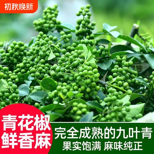 重庆江津新鲜青花椒冷冻真空保鲜