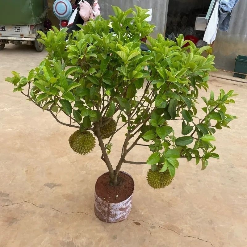 榴莲树苗金枕苗南北四季种植猫山王榴莲树室内外盆栽客厅果树阳台