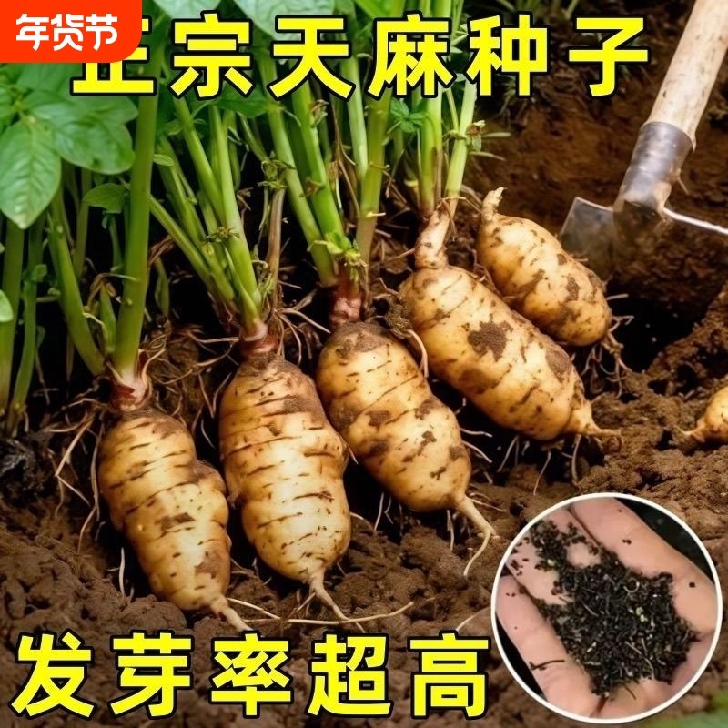 -热销种!高发芽率云南天麻种子秋冬种植高产四季蔬菜种子-QqF稀