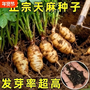 -热销种!高发芽率云南天麻种子秋冬种植高产四季蔬菜种子-QqF稀有