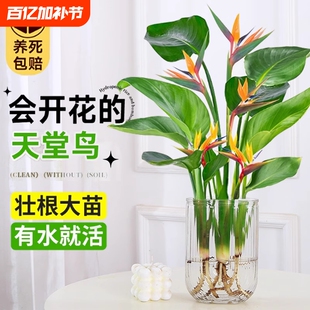 水培天堂鸟盆栽桌面四季常青植物室内大叶水养耐阴客厅驱蚊摆放