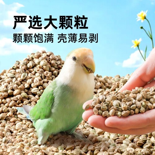 大颗粒麻子纸壳火麻仁鹦鹉鸟粮